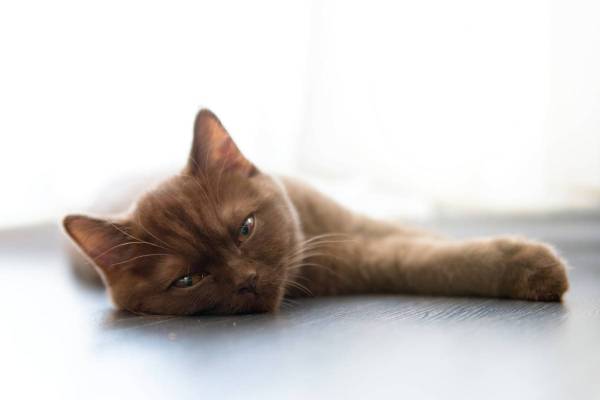 Calculer l'âge d'un chat