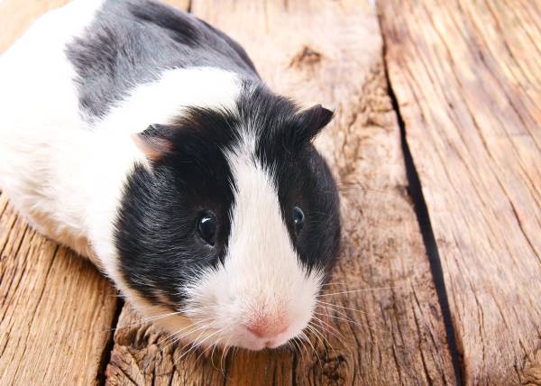 Calculer l'âge d'un cochon d'Inde
