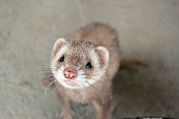 Calculer l'âge d'un furet