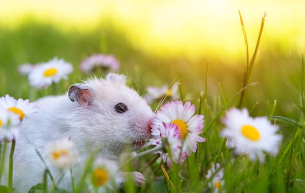 Calculer l'âge d'un hamster