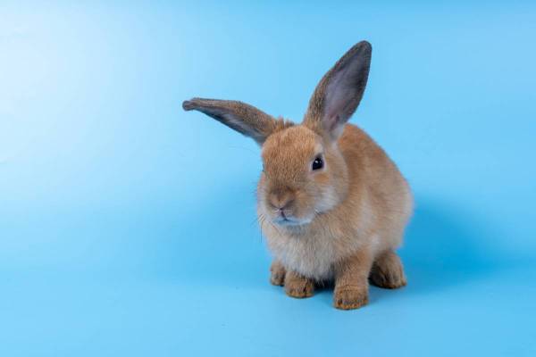 Calculer l'âge d'un lapin
