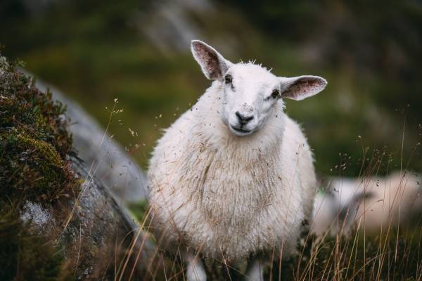 Calculer l'âge d'un mouton