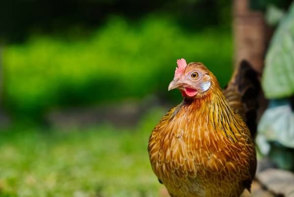 Calculer l'âge d'une poule
