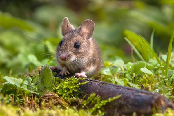 Calculer l'âge d'une souris