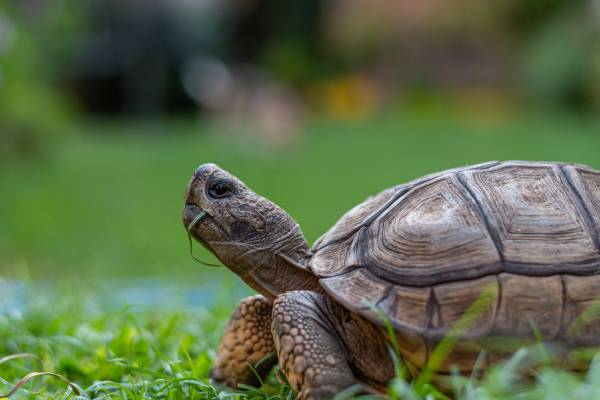 Calculer l'âge d'une tortue