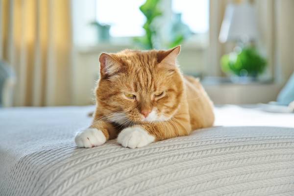 Pourquoi calculer l'âge des animaux