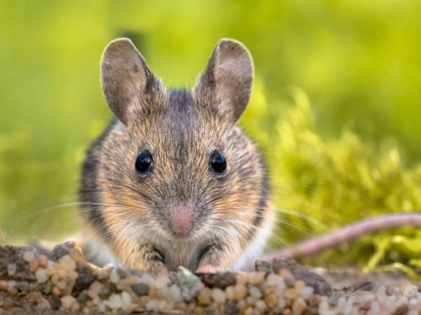 Les records du monde des souris