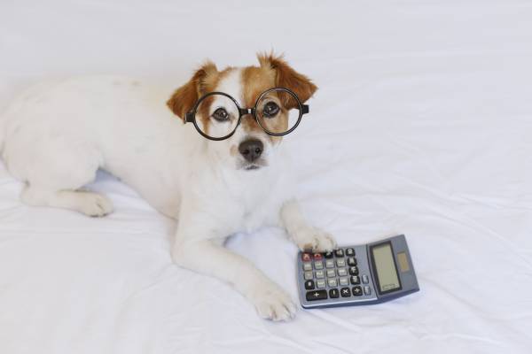 Comment calculer l'âge d'un animal