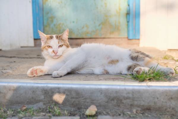 Chat âgé heureux
