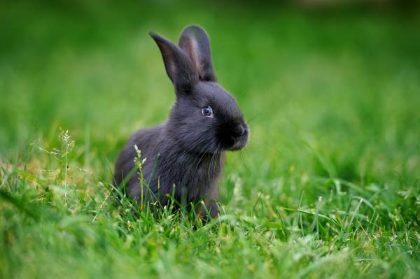 Lapin âgé heureux